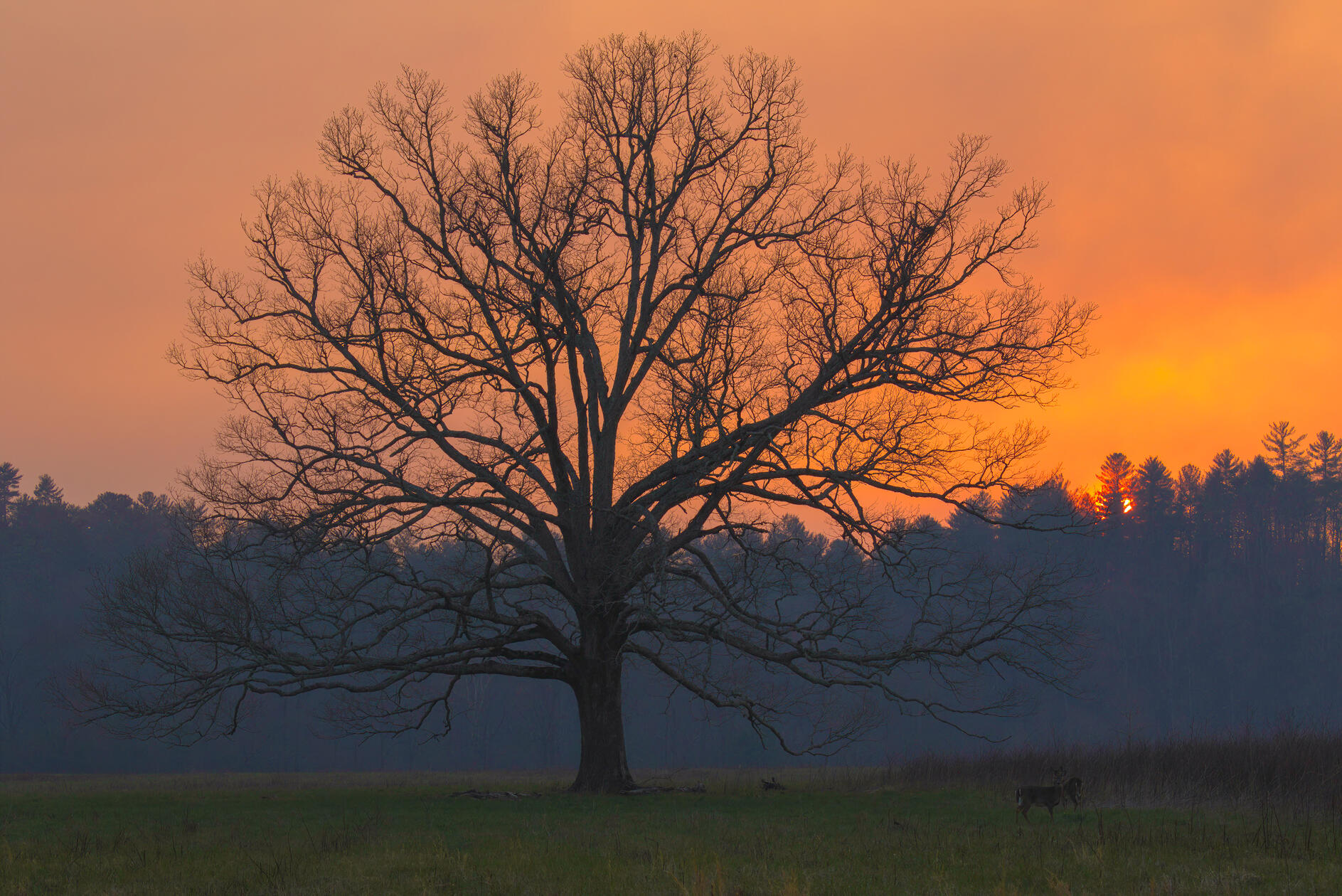 Tree at Sunset