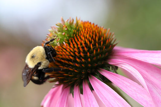 Cone Bee