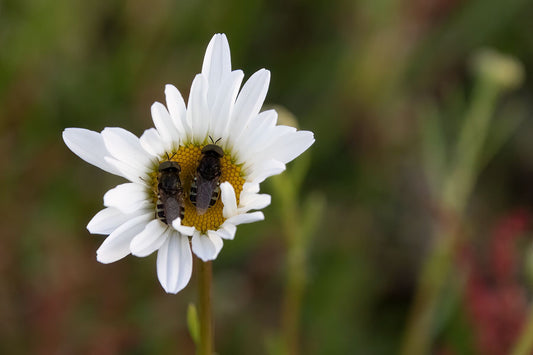 Starry Night Daisy