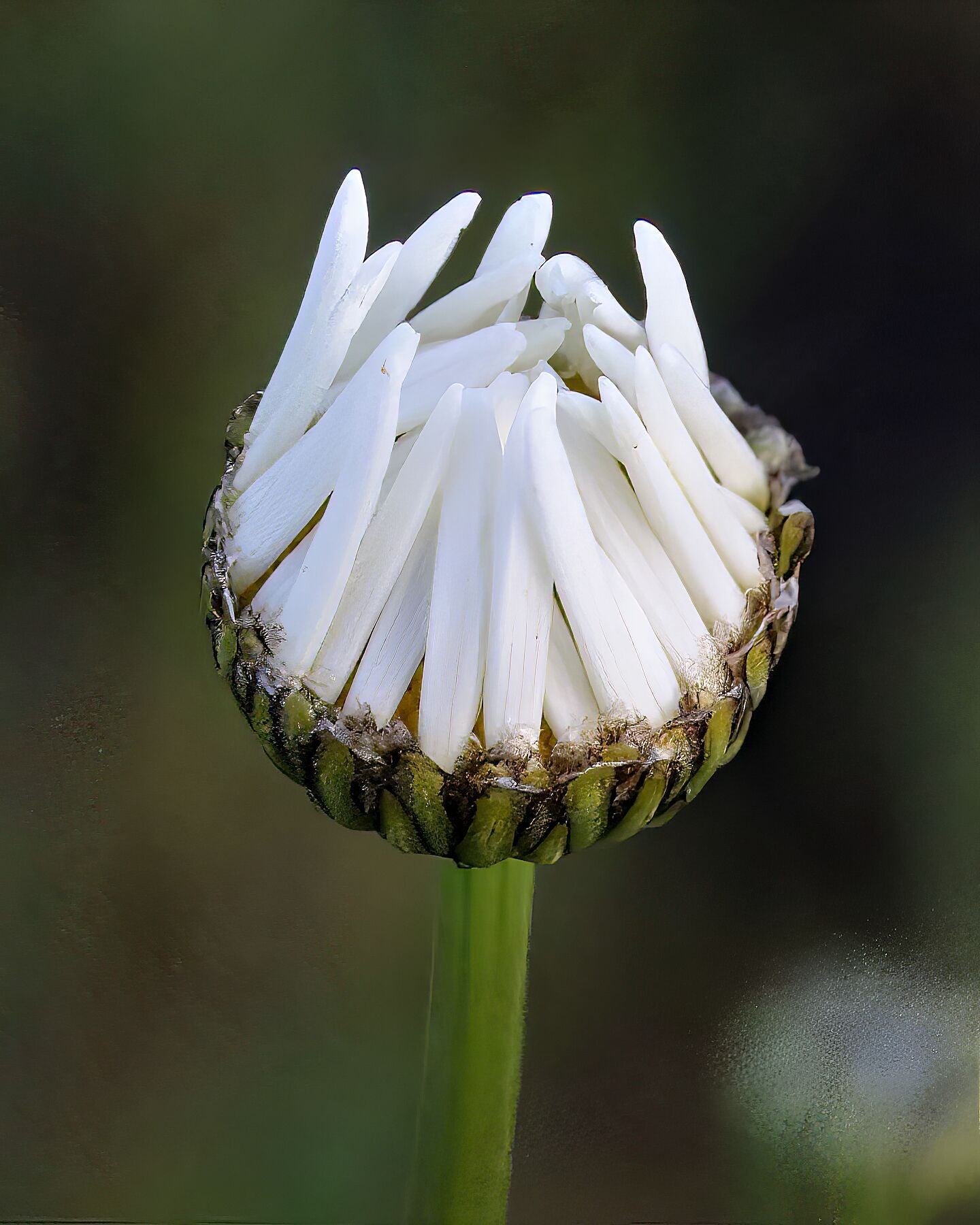 Daisy Fingers