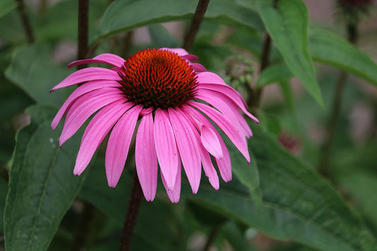 Pretty Pink