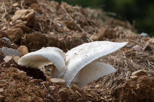 Shroom Dome