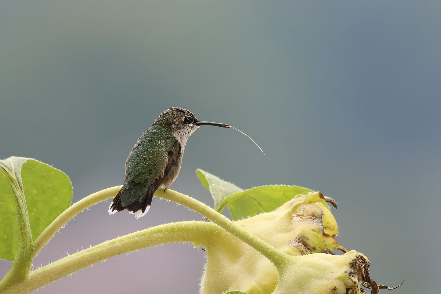 Jan's Hummingbird