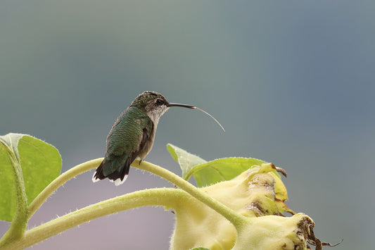 Jan's Hummingbird