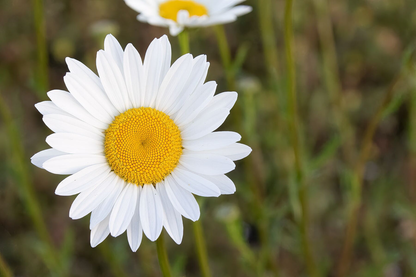 Sunny Side Up Daisy