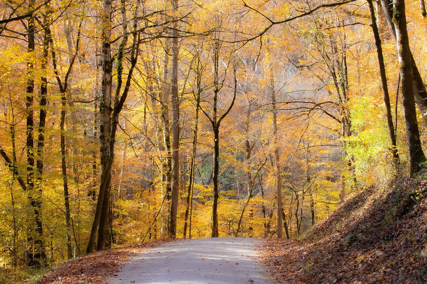 Autumn Trail