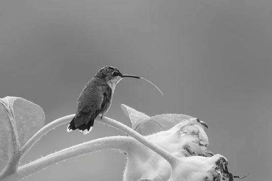 Jan's Hummingbird B+W