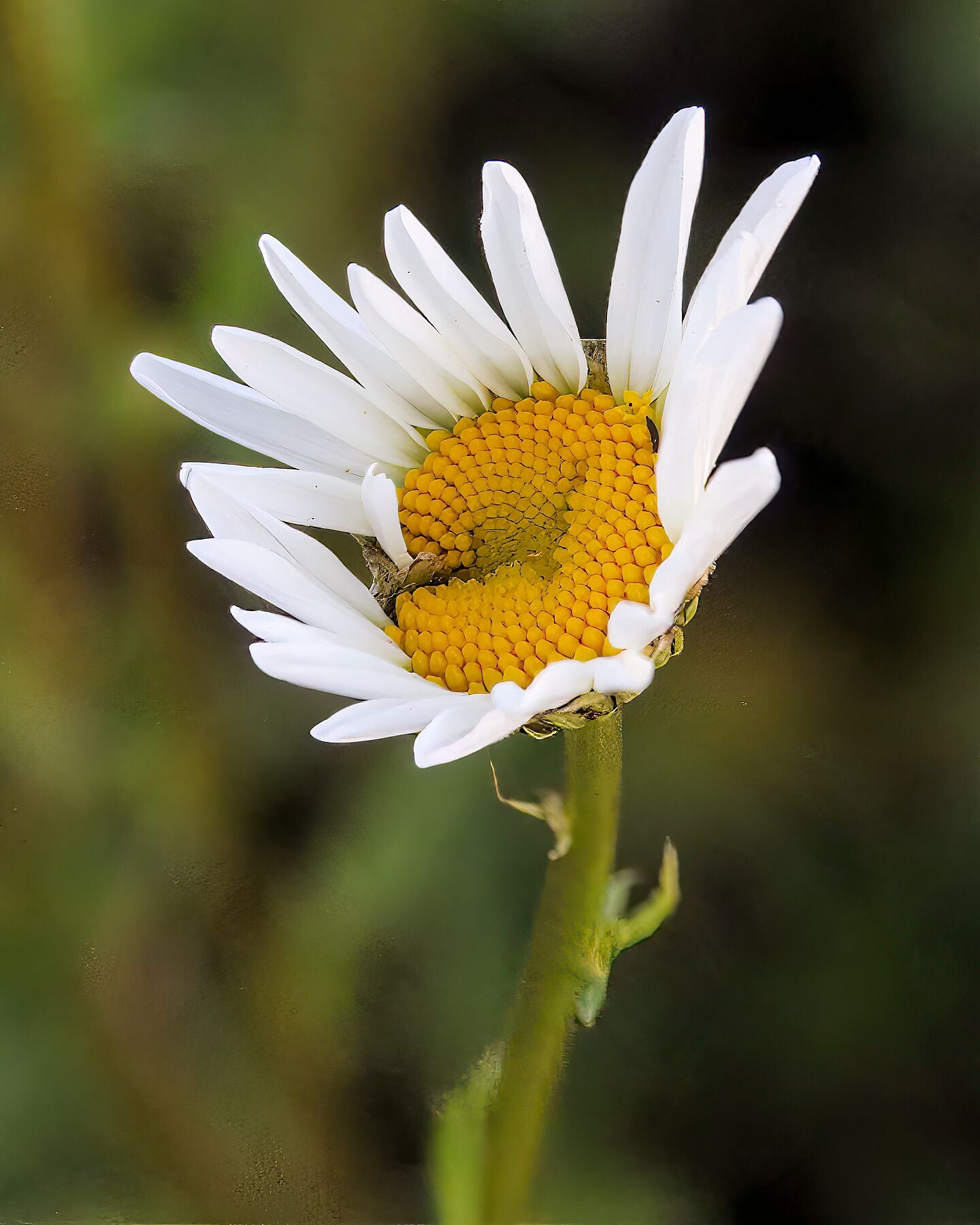 Yawning Daisy