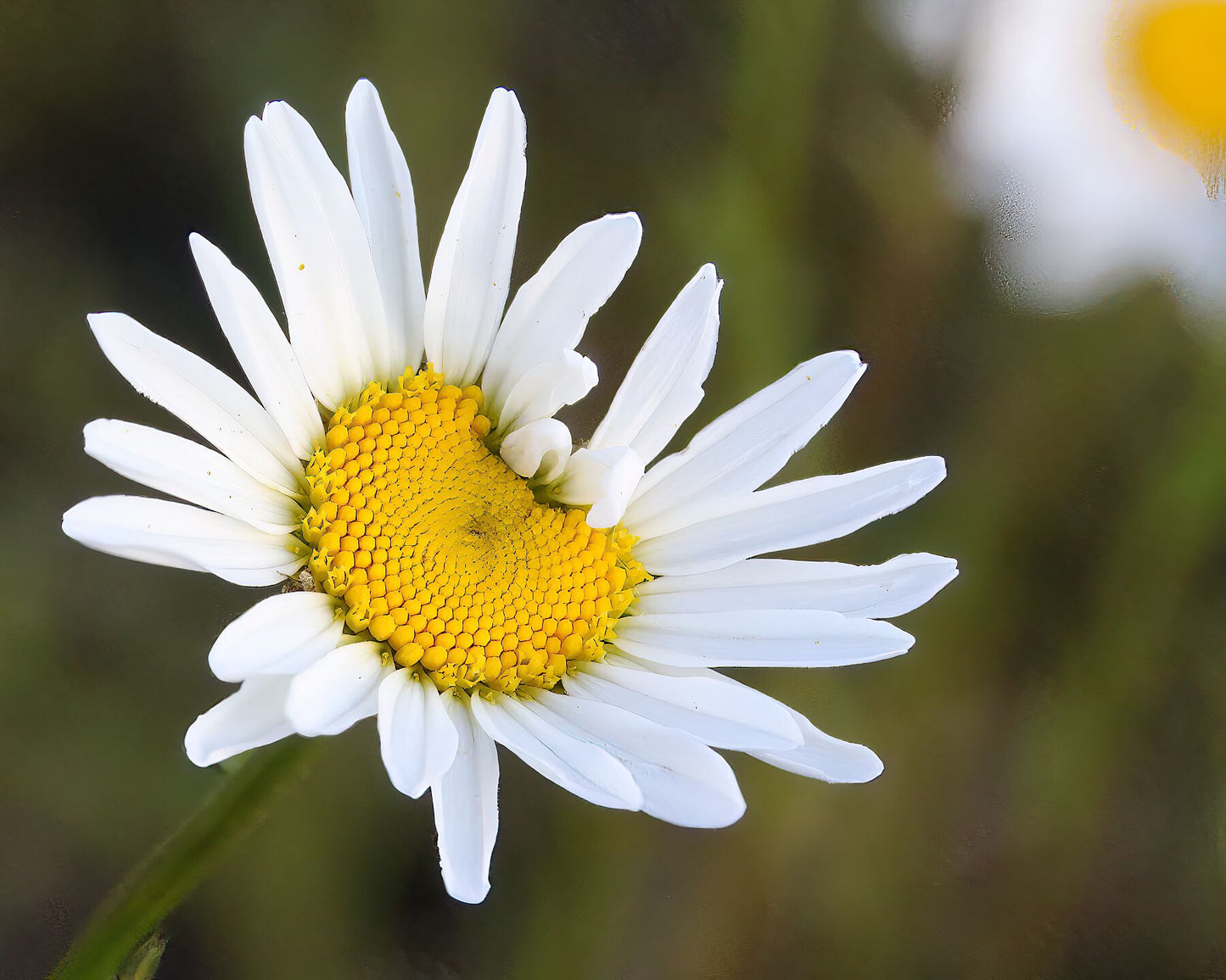 Daisy Wave