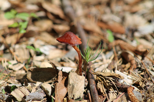 Tiny Mushroom